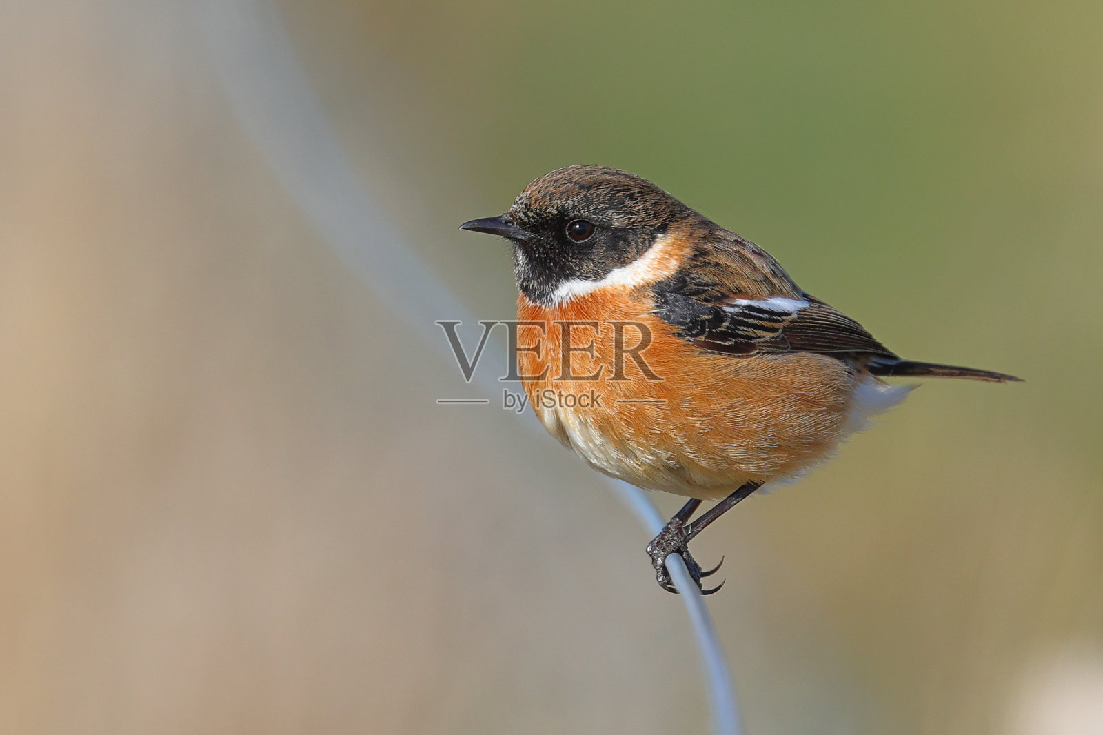 雄性野鹟照片摄影图片