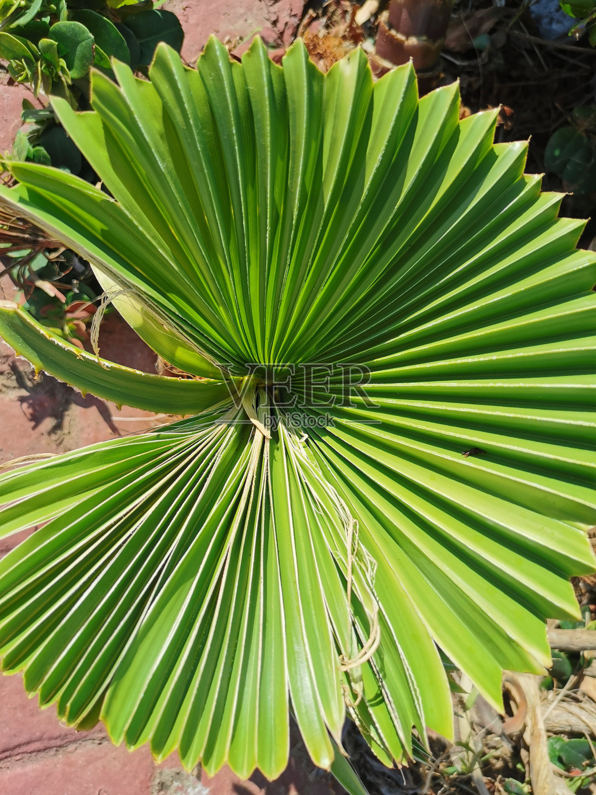 塞浦路斯。一棵小棕榈树的圆形叶子的俯视图。照片摄影图片