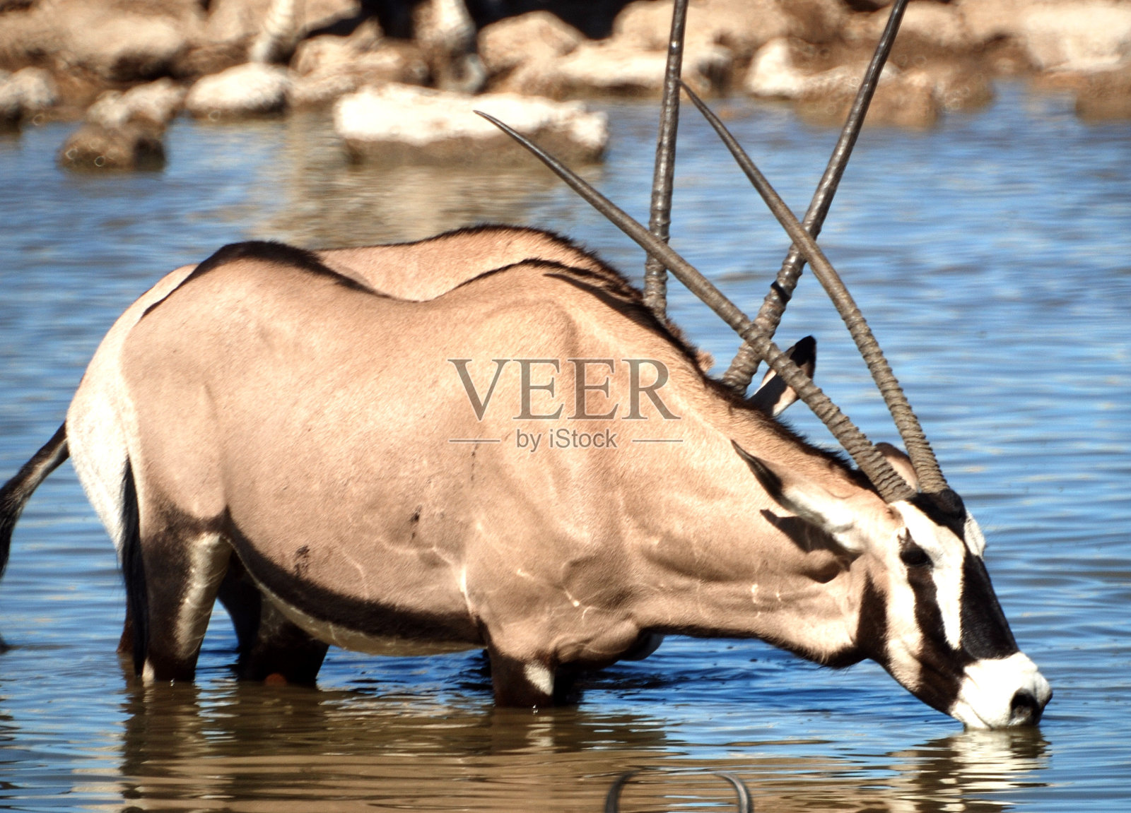 埃托沙宝石羚国家公园照片摄影图片