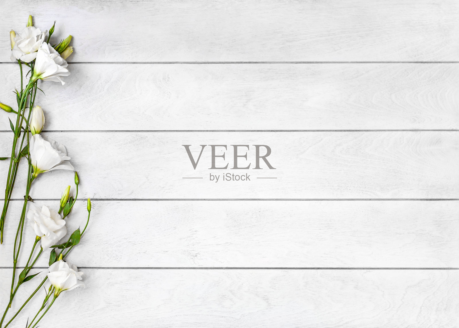 白色木质背景和白色的桔梗或桔梗花在左侧，俯视图平躺照片摄影图片