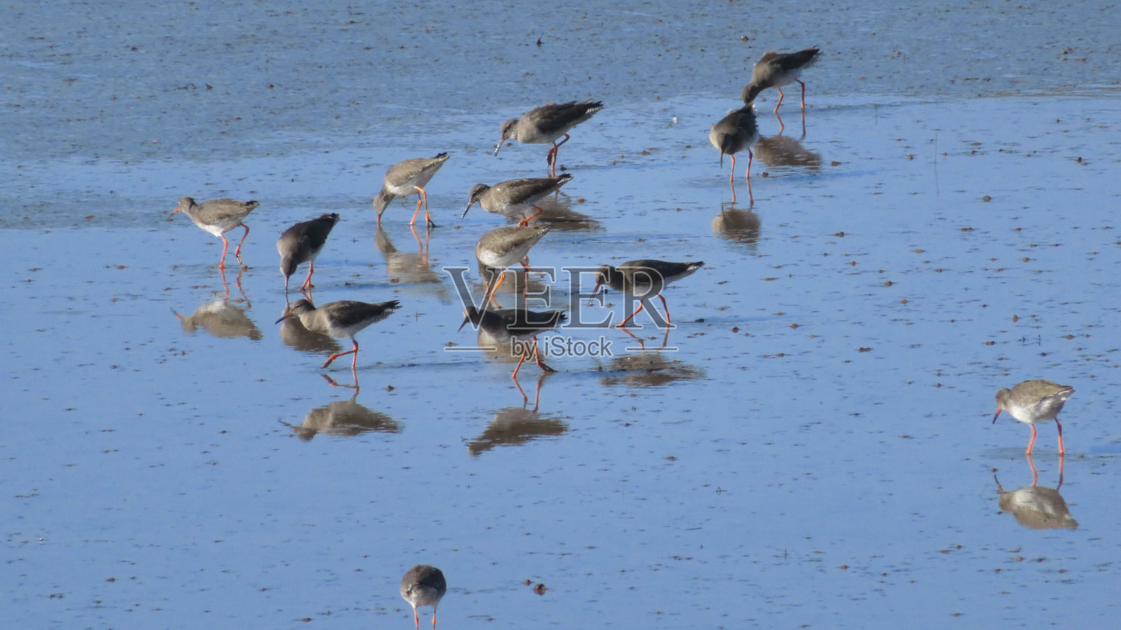 涉水鸟类照片摄影图片