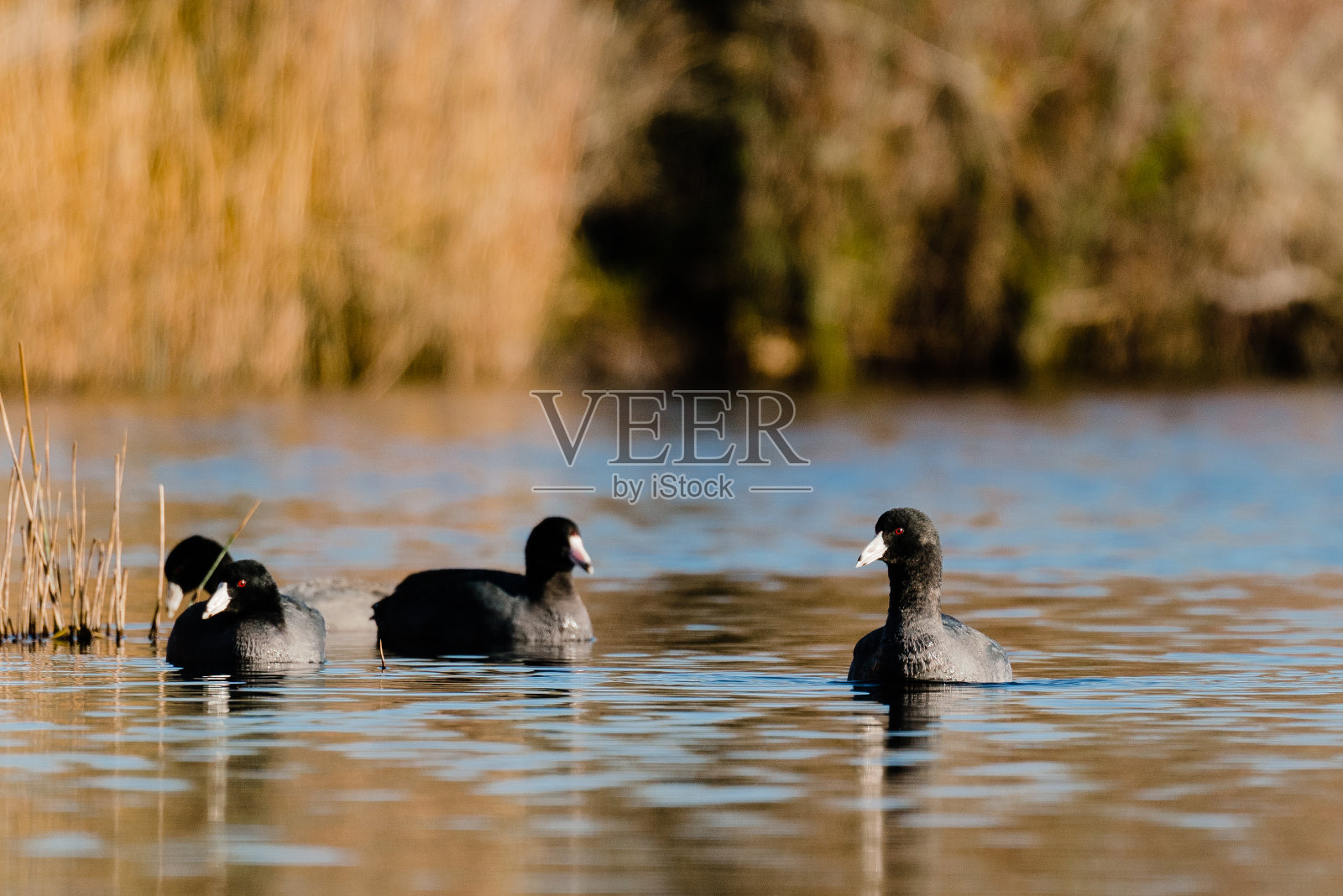可以看到湖上的美洲白骨顶照片摄影图片