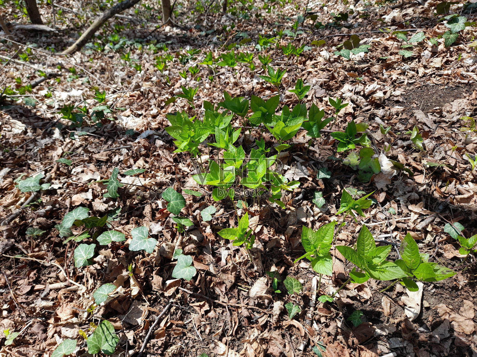 春天的森林里狗的水银，多年生水银照片摄影图片