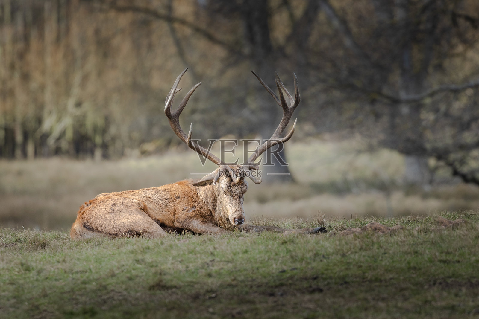 马鹿，俗称欧洲马鹿照片摄影图片