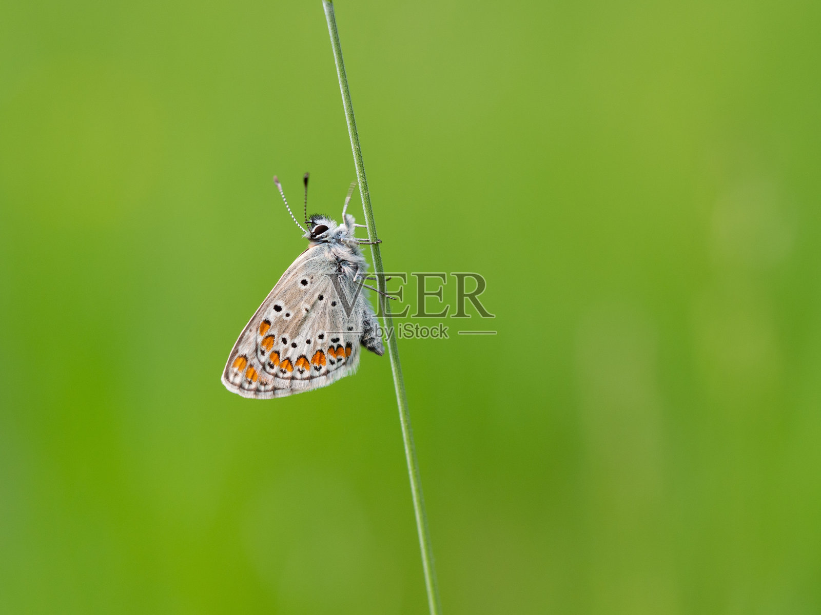 栖息在草叶上的棕色阿古斯蝶照片摄影图片