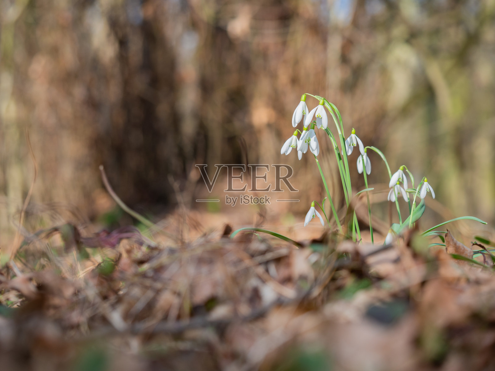 雪花莲或普通雪花莲(雪花莲属)的花朵。春天林间野花盛开，白花盛开。照片摄影图片