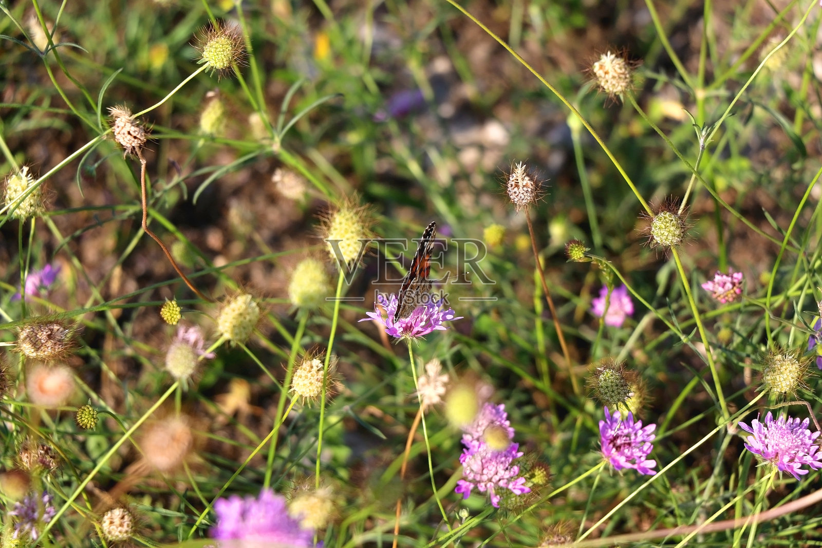 画蝴蝶夫人照片摄影图片