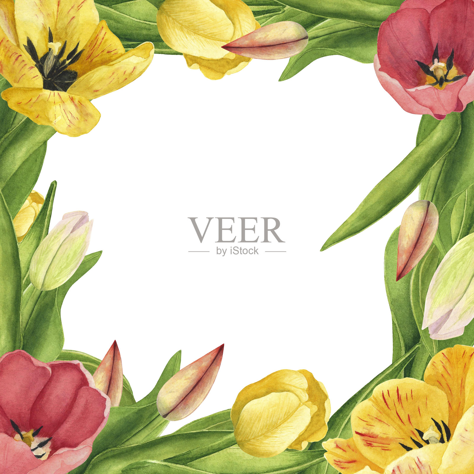 白色背景上的郁金香框架。水彩手绘插图。印刷装饰设计艺术插画图片素材