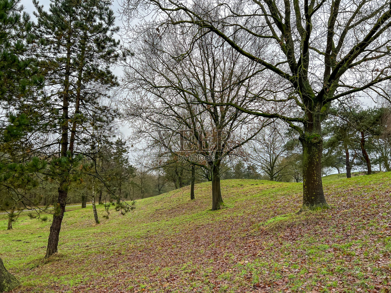 冬天，山上草地上的一些树木。照片摄影图片