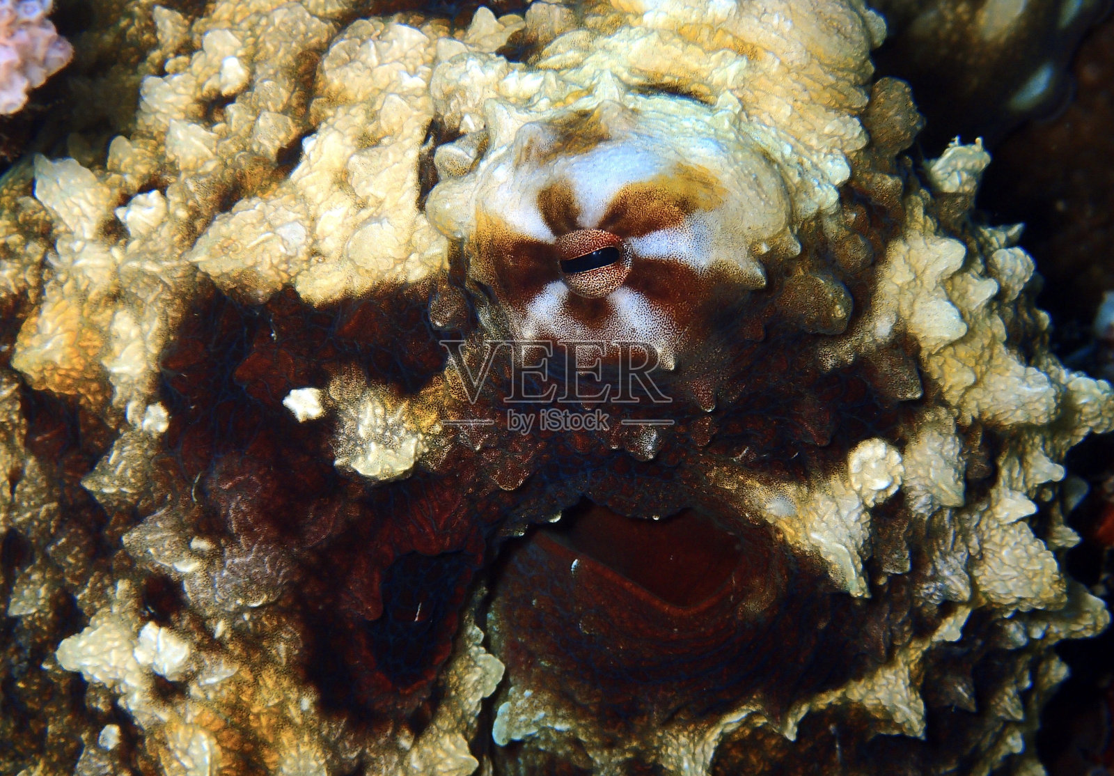 章鱼的眼睛照片摄影图片