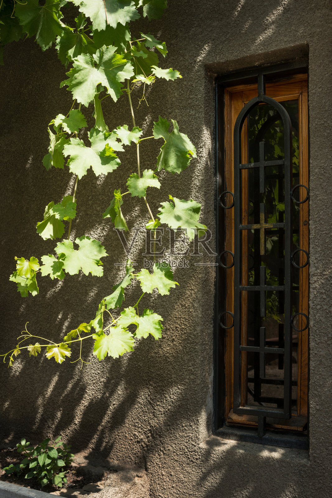 葡萄的小枝照片摄影图片