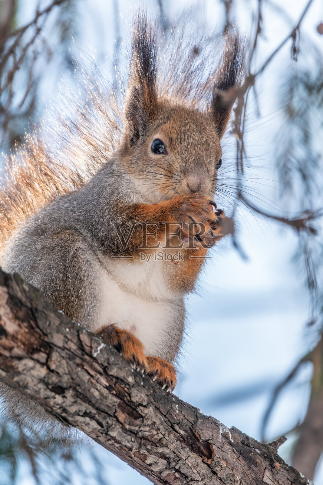 在冬天或深秋，带着坚果的松鼠会坐在树上。照片摄影图片