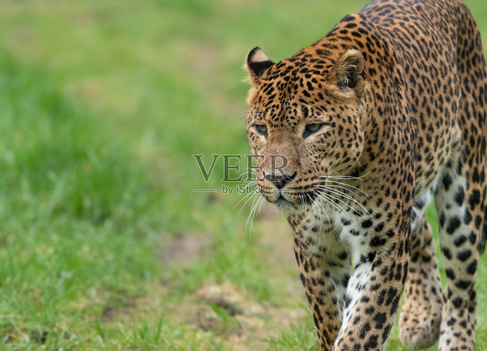 斯里兰卡豹(Panthera pardus kotiya)徘徊照片摄影图片