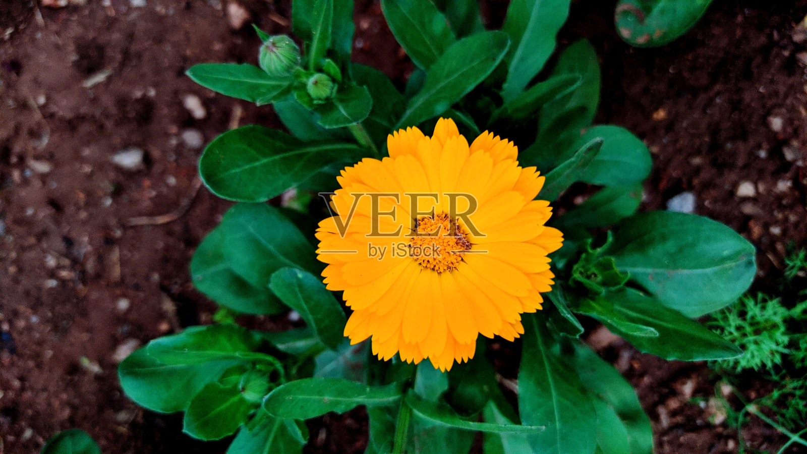 橘色花照片摄影图片