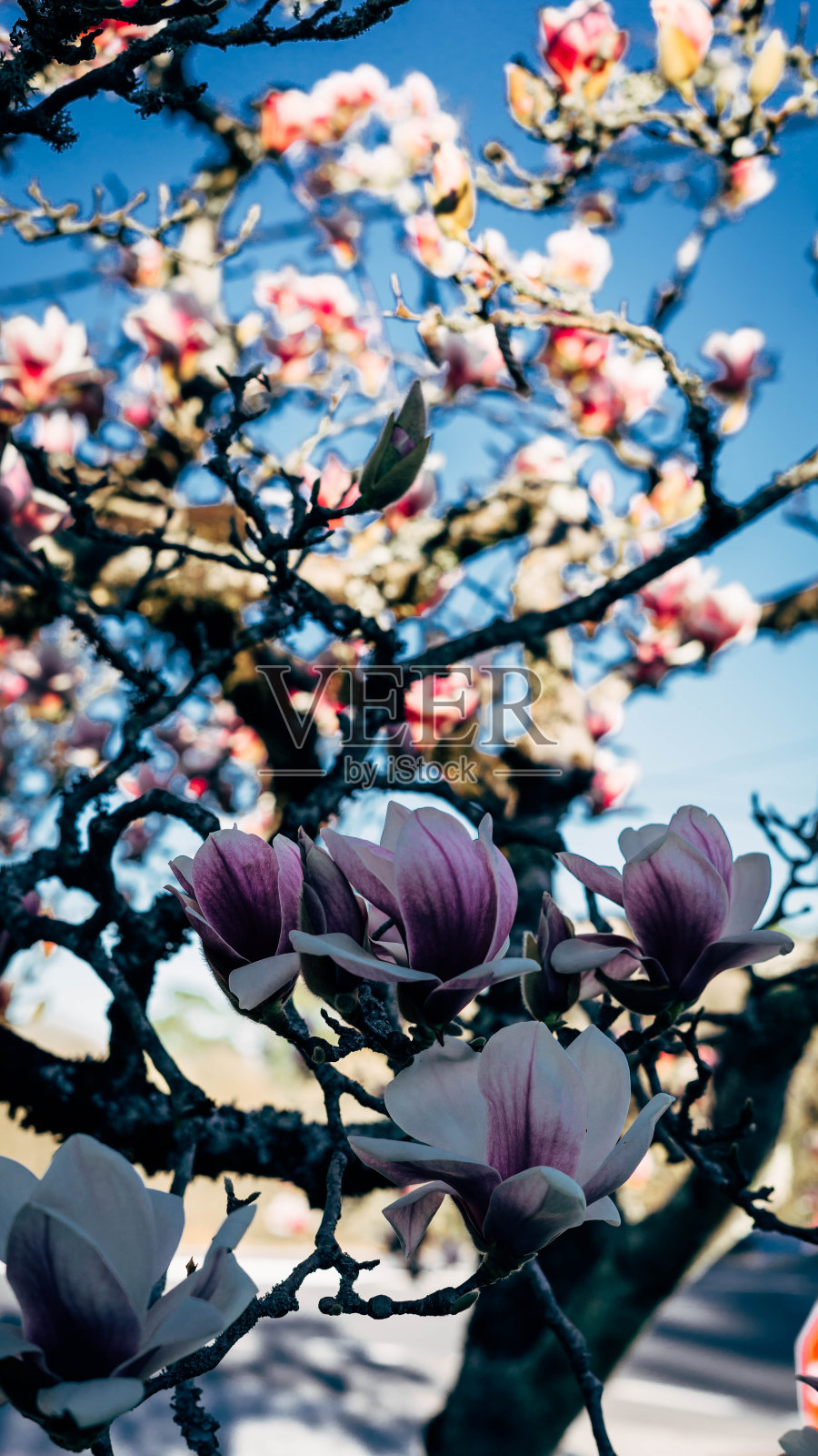 木兰盛开照片摄影图片