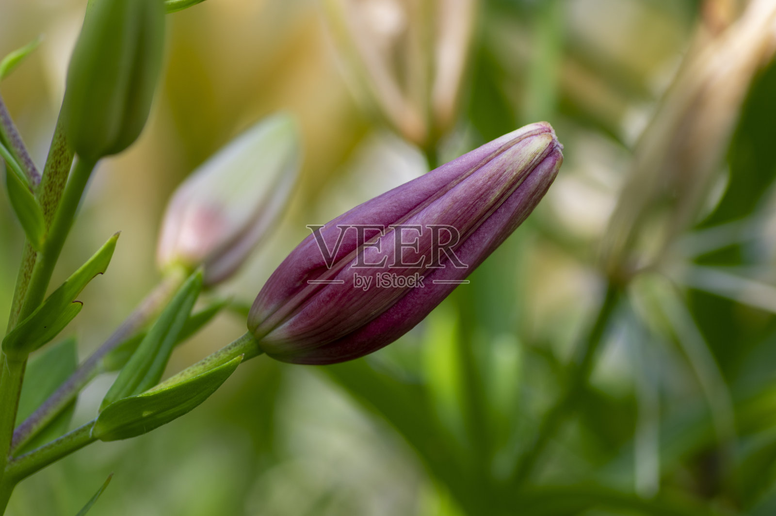 百合花在盛开，亚洲杂交观赏栽培，花百合，花束在盛开，芽和花与花瓣照片摄影图片
