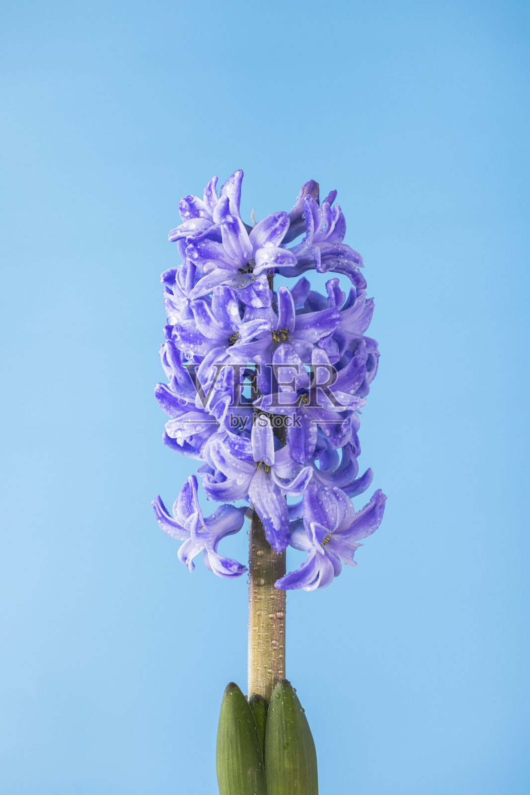 蓝色丁香风信子花与露珠，宏观孤立在蓝色的背景。风信子的枝条上有花，有芽照片摄影图片