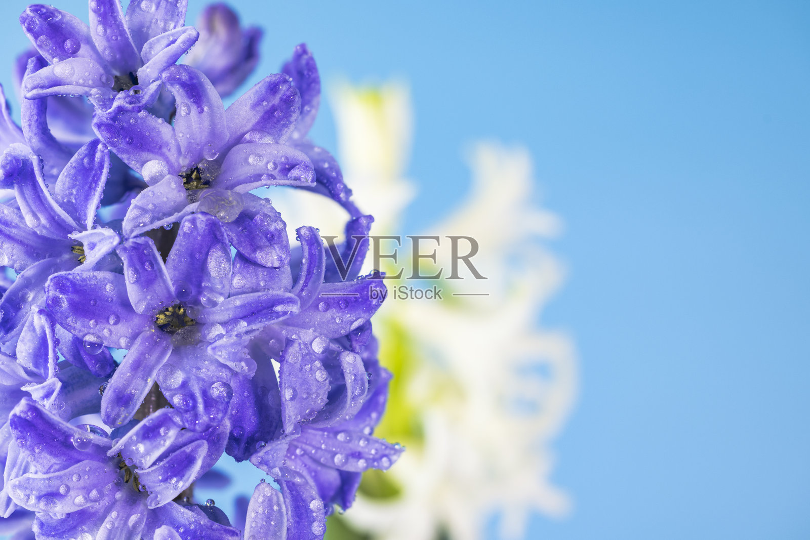 蓝色丁香风信子花与露珠，宏观孤立在蓝色的背景。风信子的枝条上有花，有芽照片摄影图片