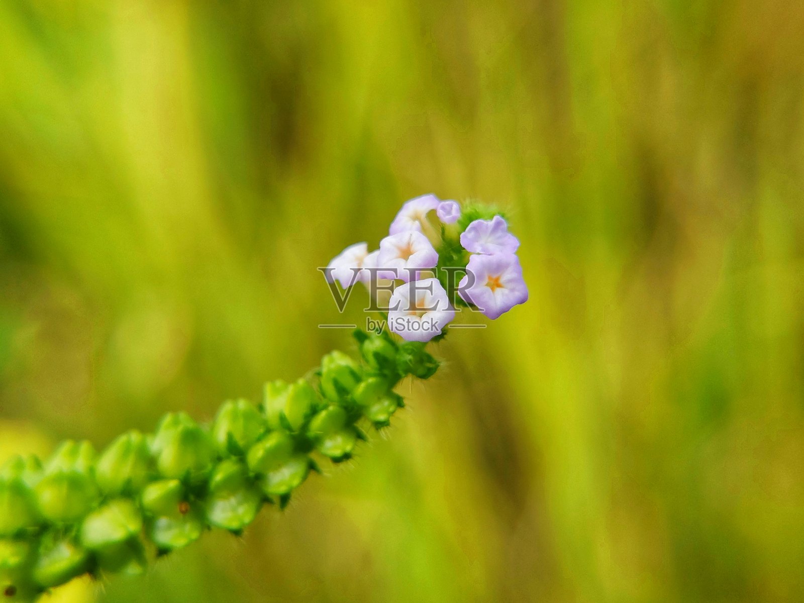 美丽的紫色小花照片摄影图片