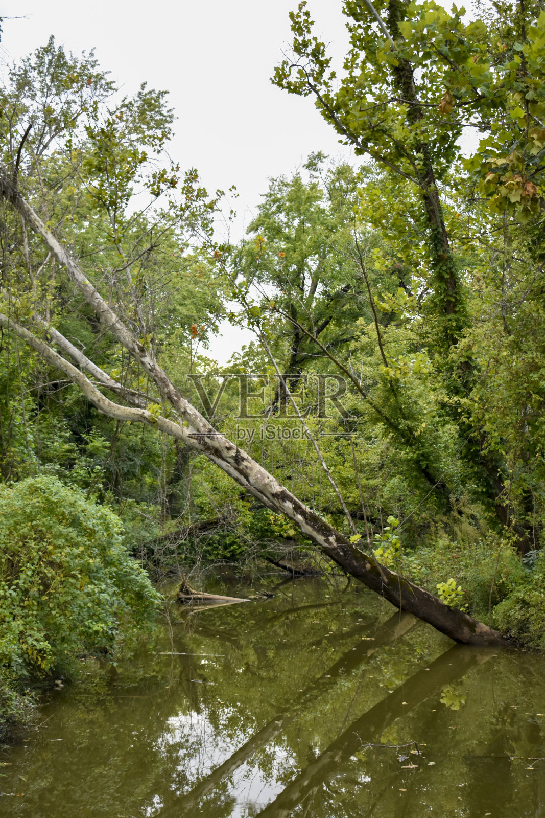 沼泽和树木照片摄影图片