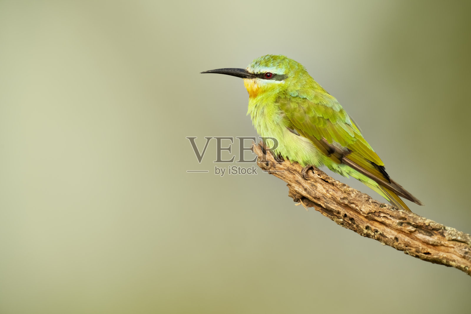 Blue-Cheeked食蜂鸟照片摄影图片