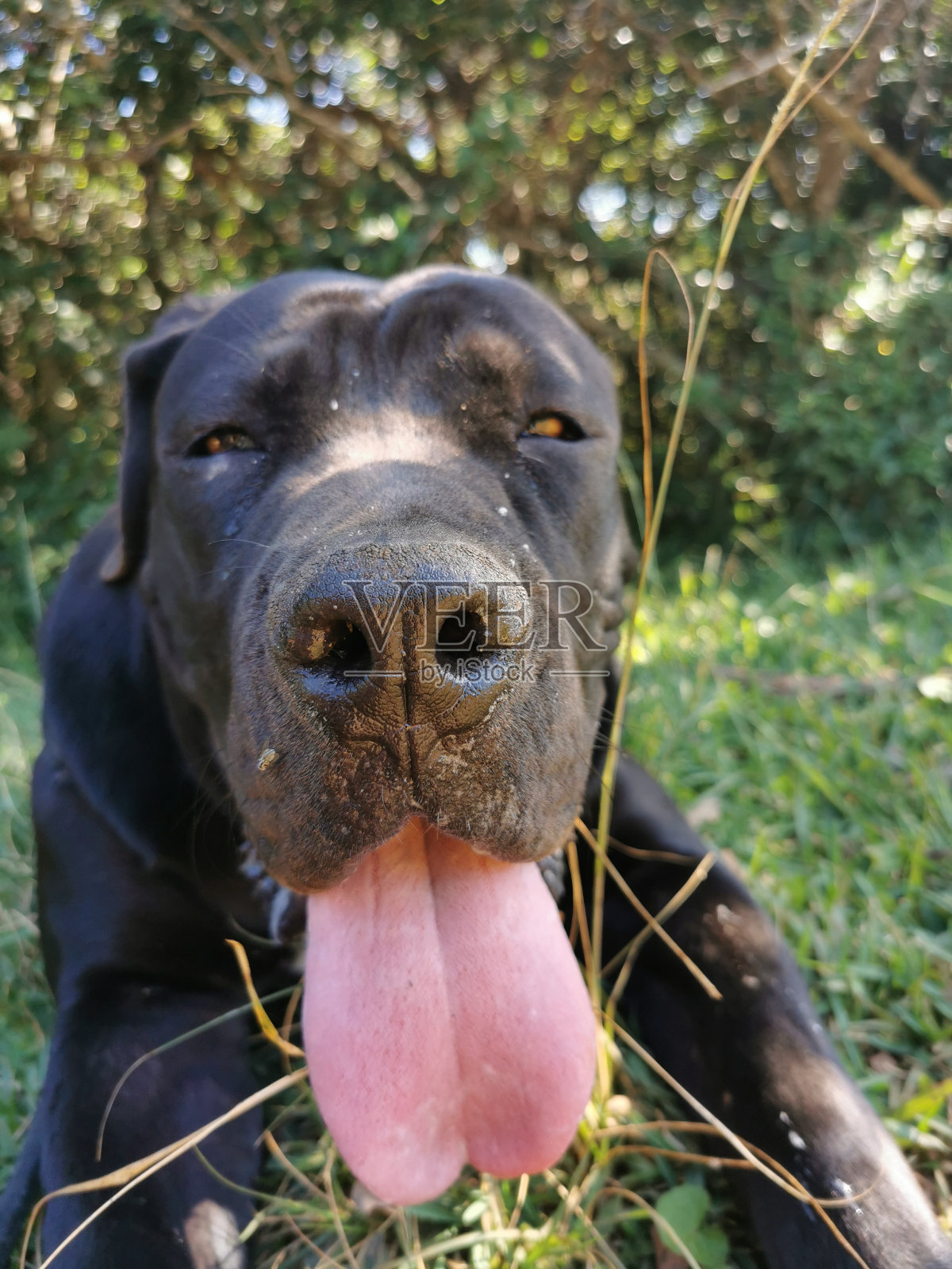 狗正在进行照片摄影图片