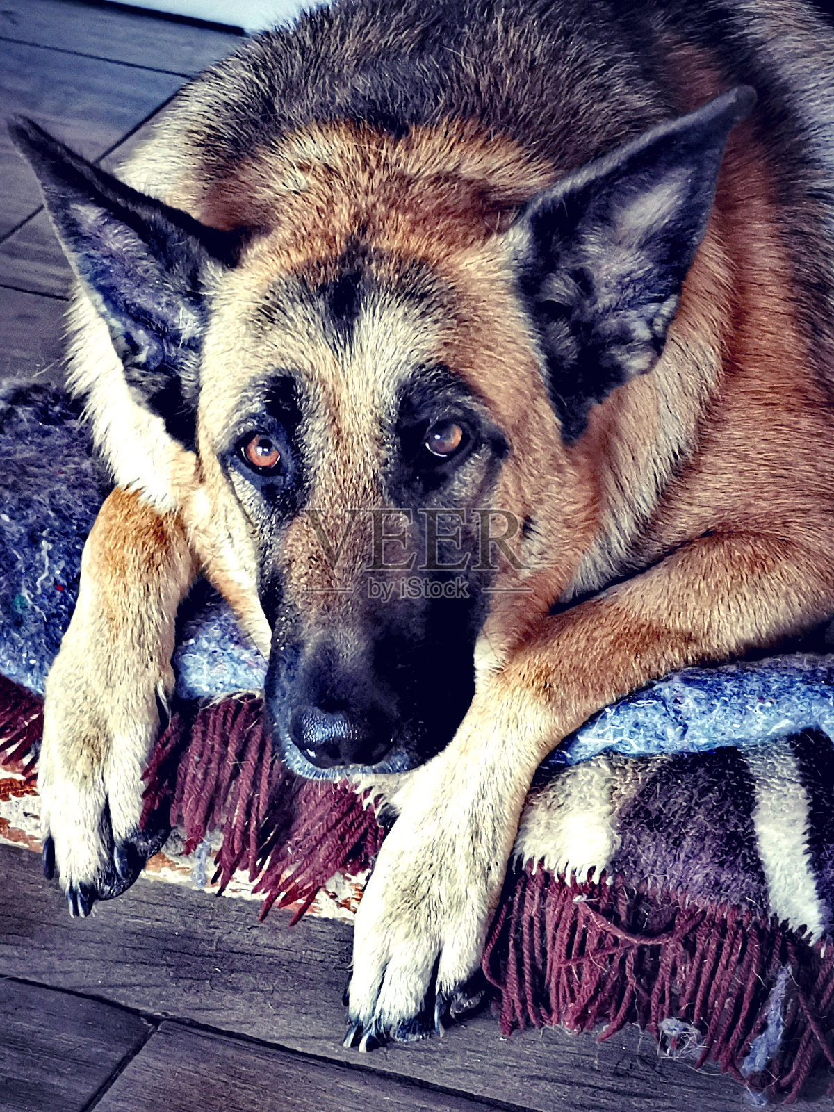 德国牧羊犬照片摄影图片