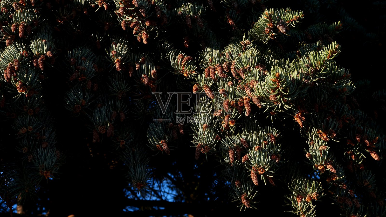 自然照片摄影图片