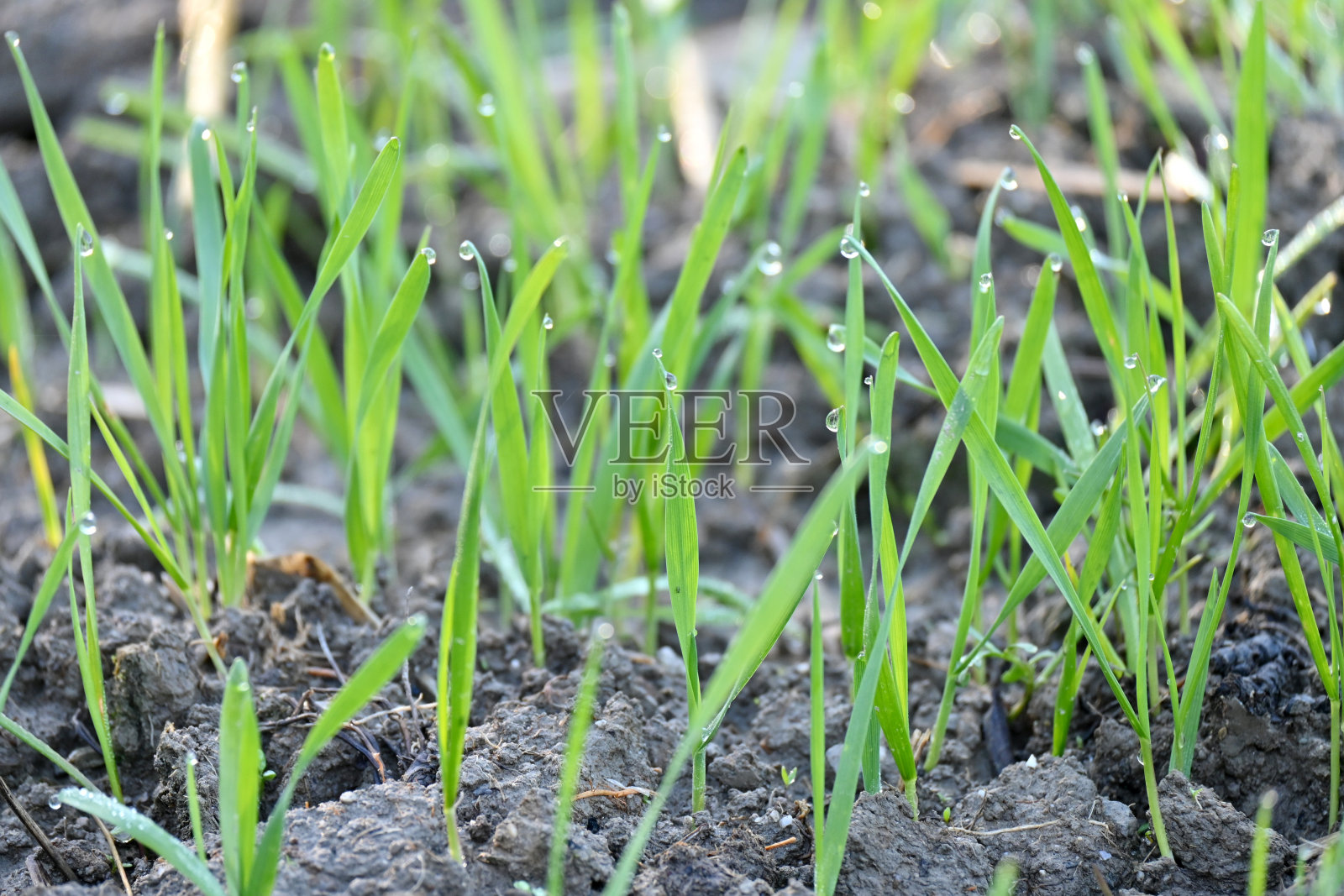 特写绿色成熟的小麦针植物滴土堆和生长在农场超过焦点的绿色棕色背景。照片摄影图片