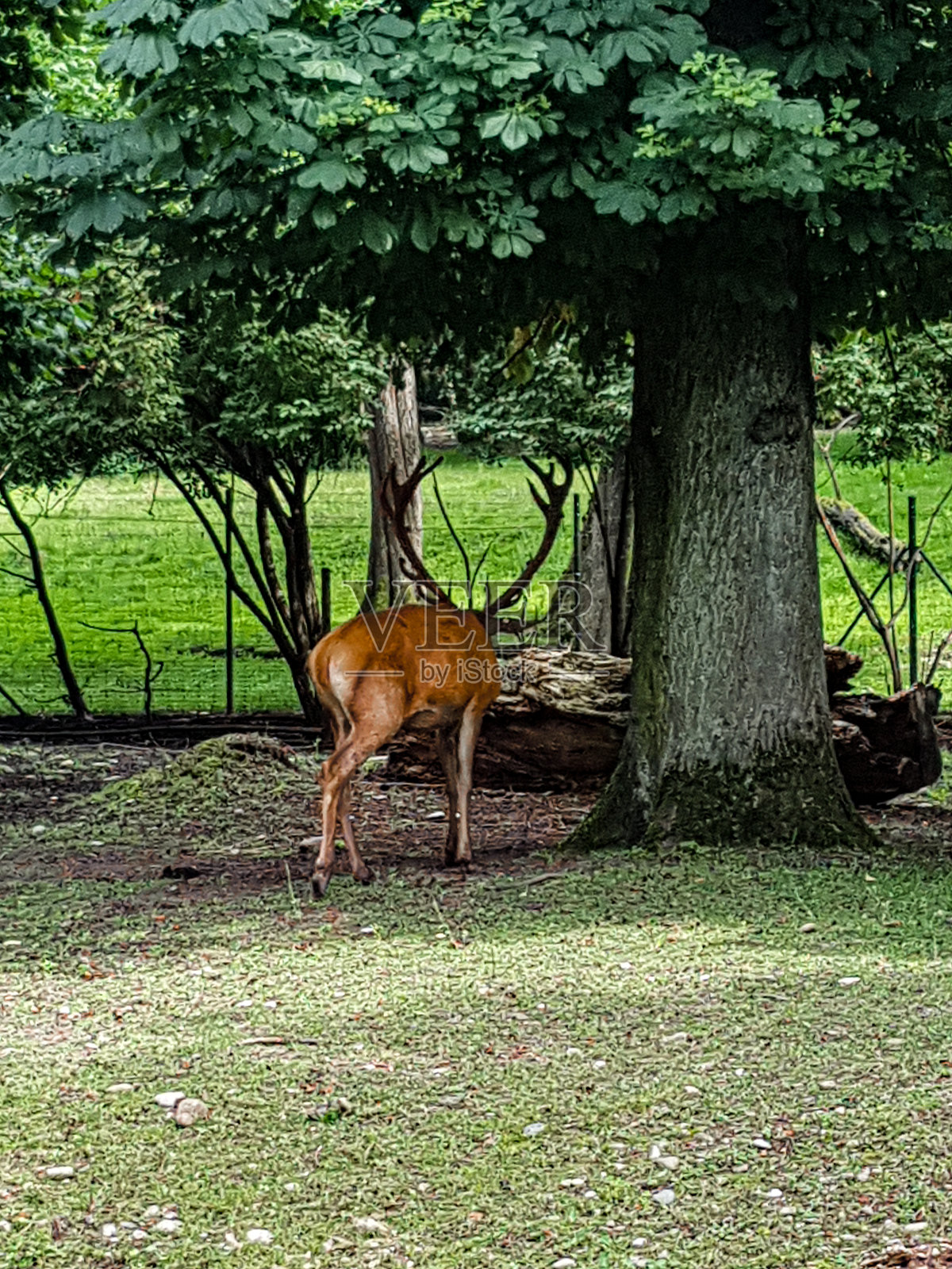 长着大鹿角的鹿照片摄影图片