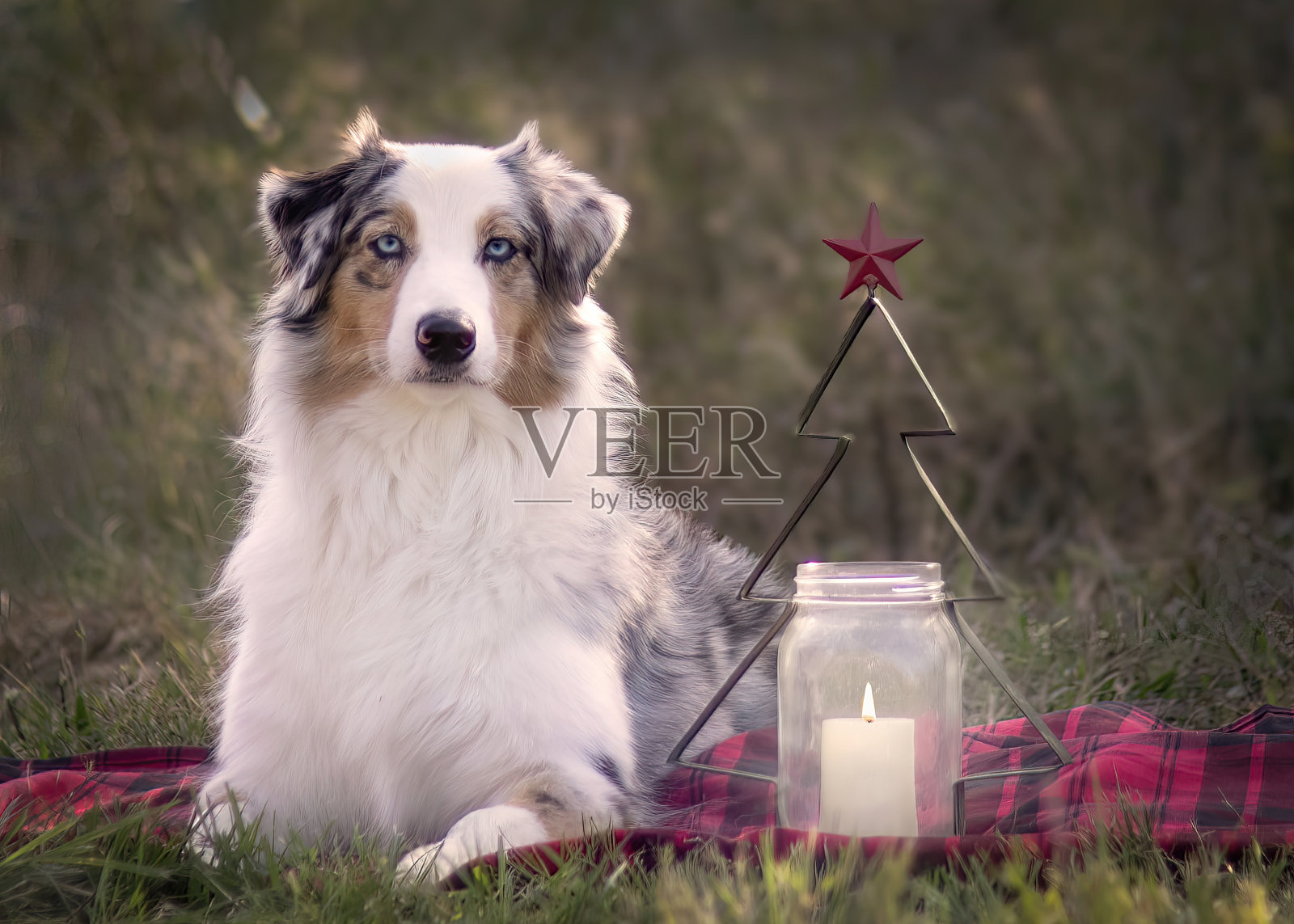 狗假日肖像照片摄影图片