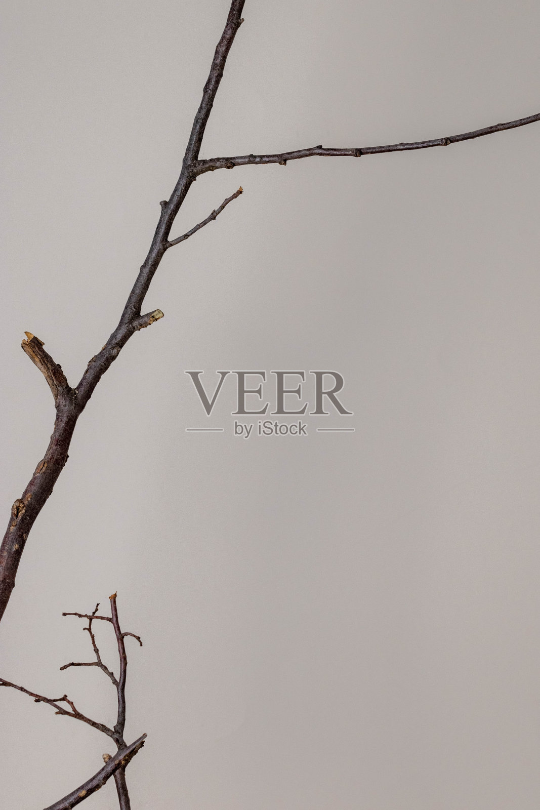 白色背景与裸露的树枝照片摄影图片