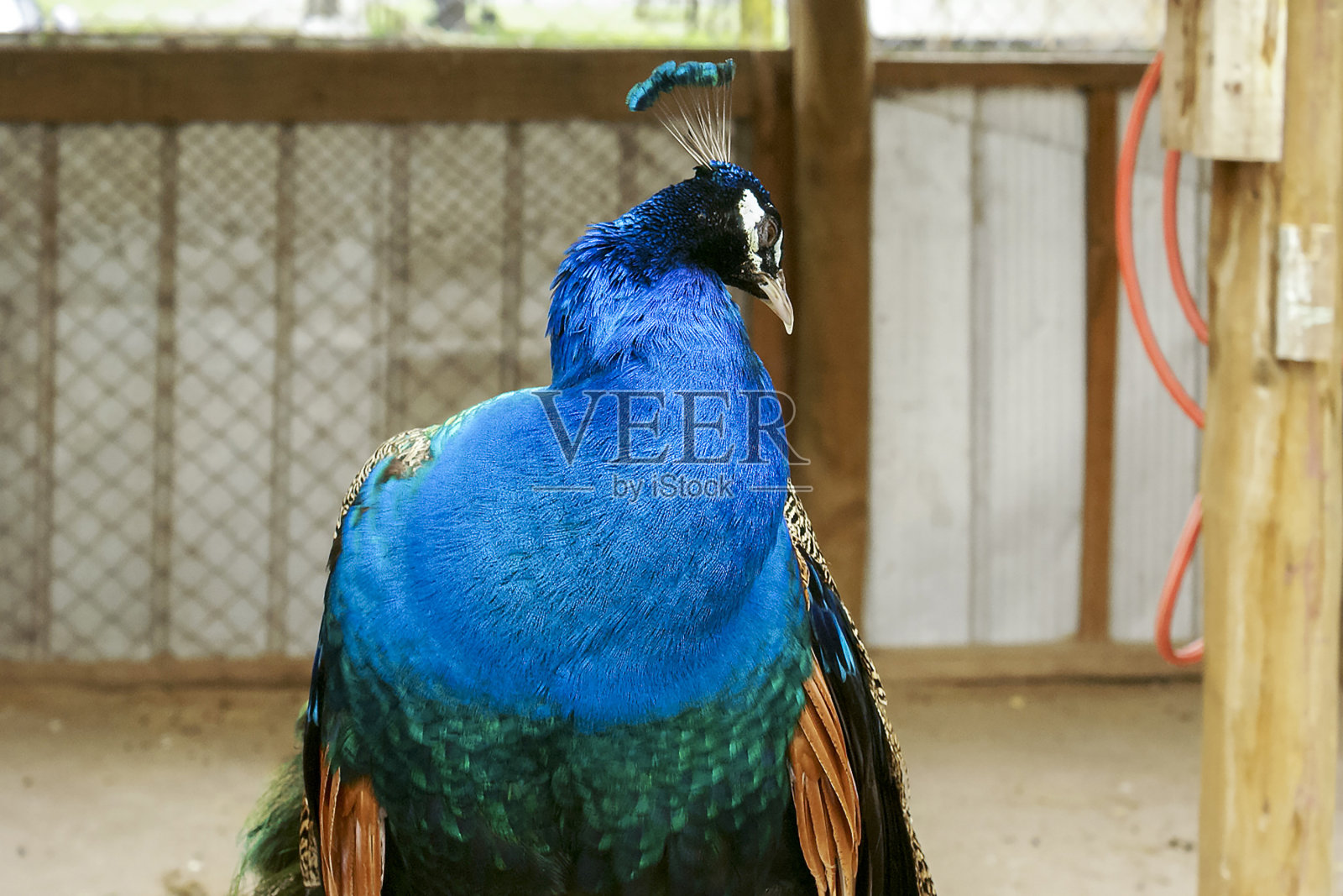 孔雀对着镜头摆姿势照片摄影图片