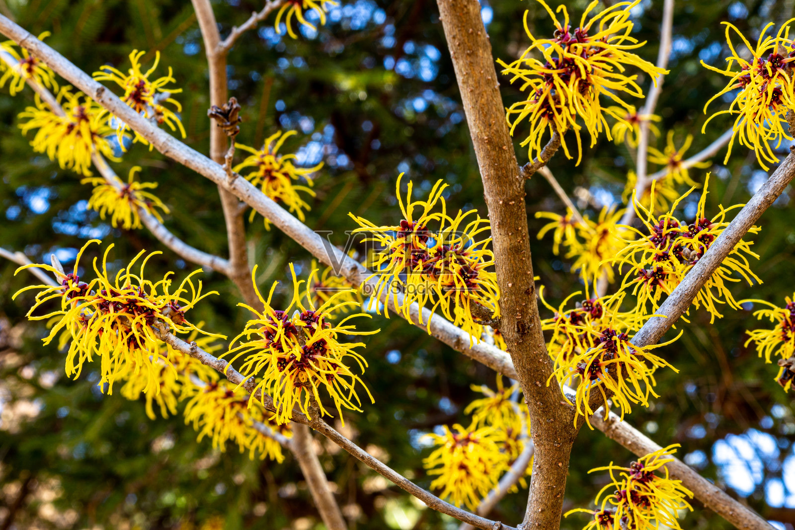金缕梅那种美丽的黄色花朵在早春盛开。照片摄影图片