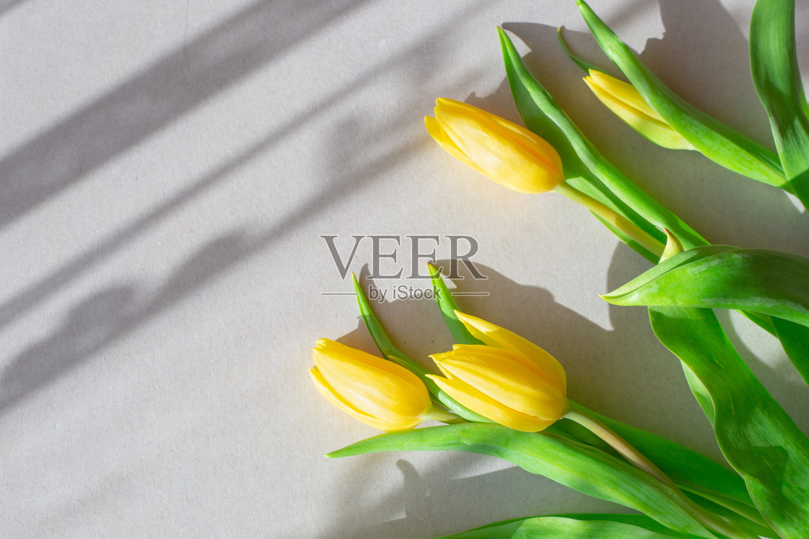 年轻的黄色郁金香在灰色的背景与薄纱阴影和阳光。春天的心情。本空间照片摄影图片