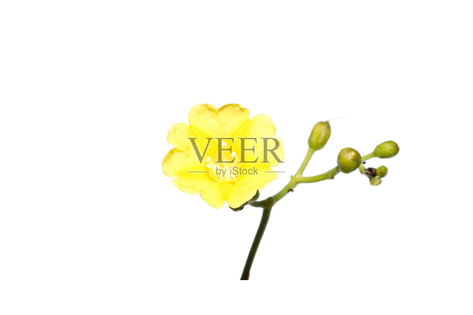 近的常春藤木玫瑰花在白色的背景。照片摄影图片