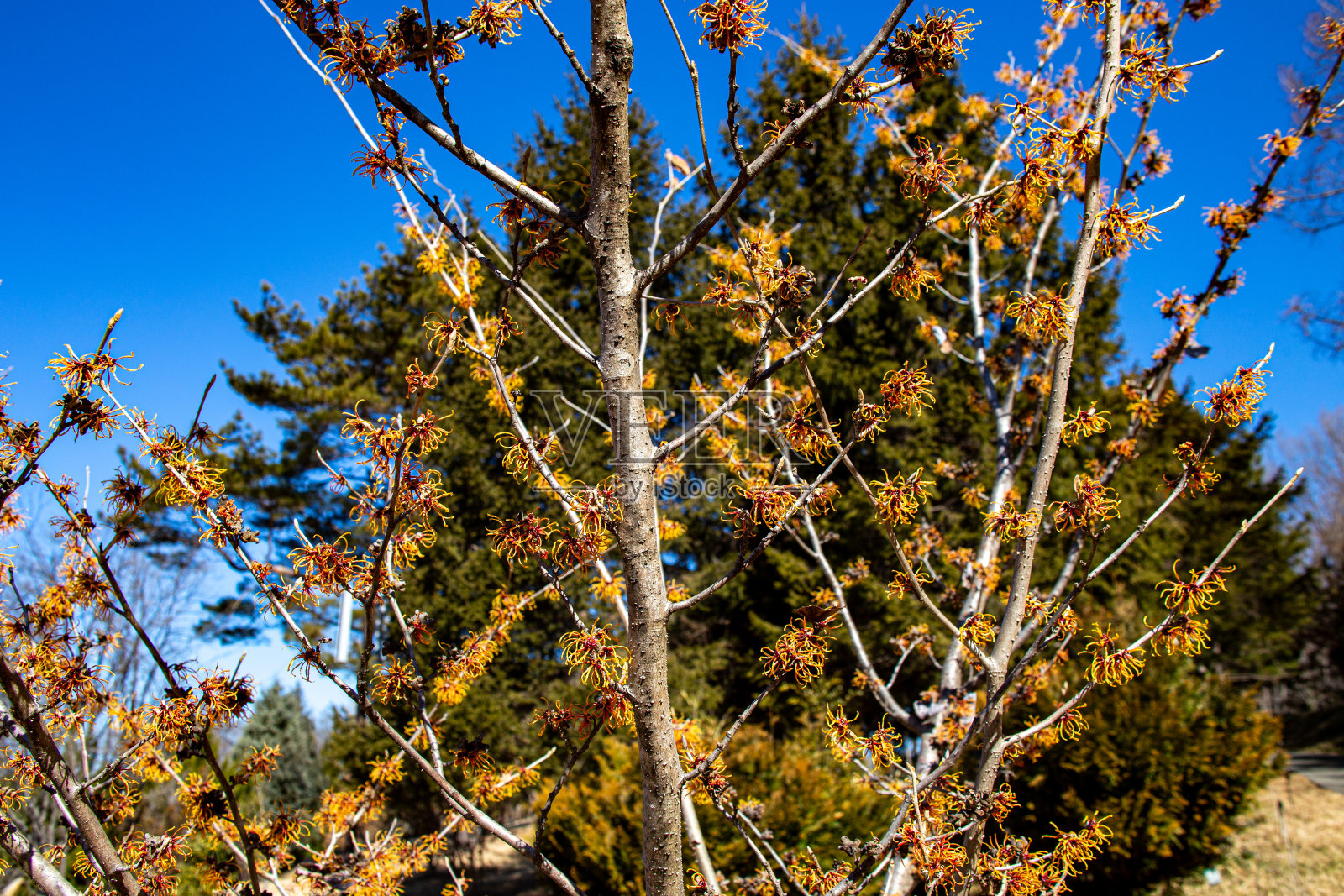 金缕梅那种美丽的黄色花朵在早春盛开。照片摄影图片