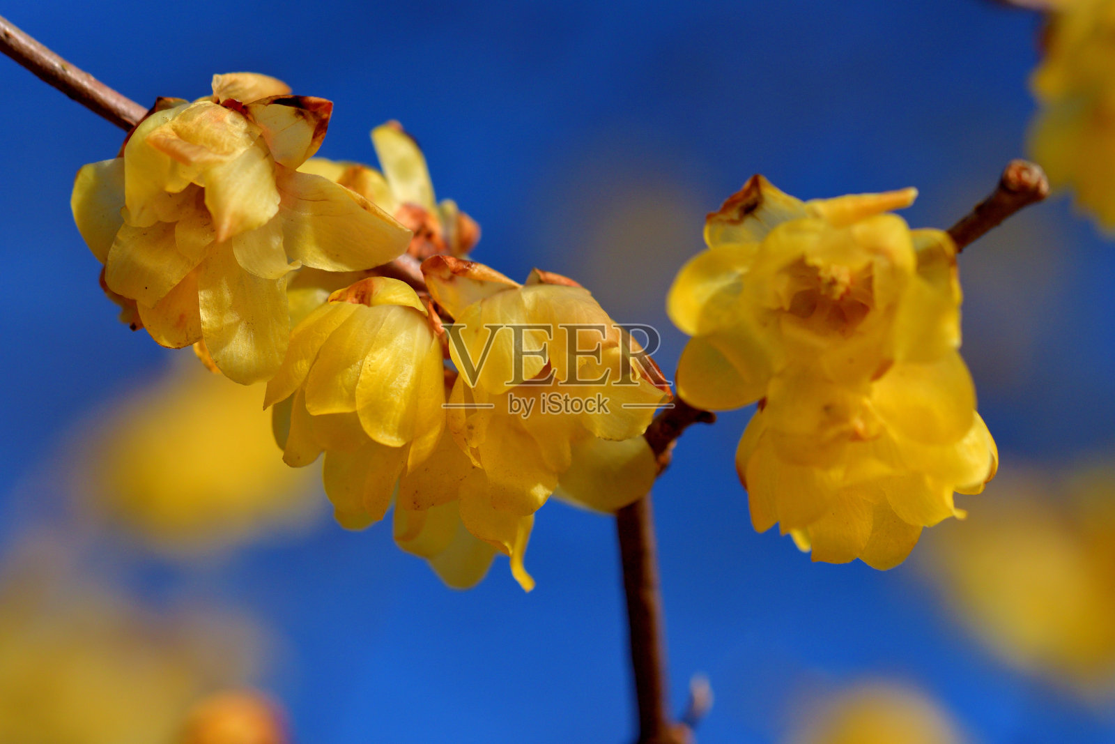 冬香/蜡梅照片摄影图片