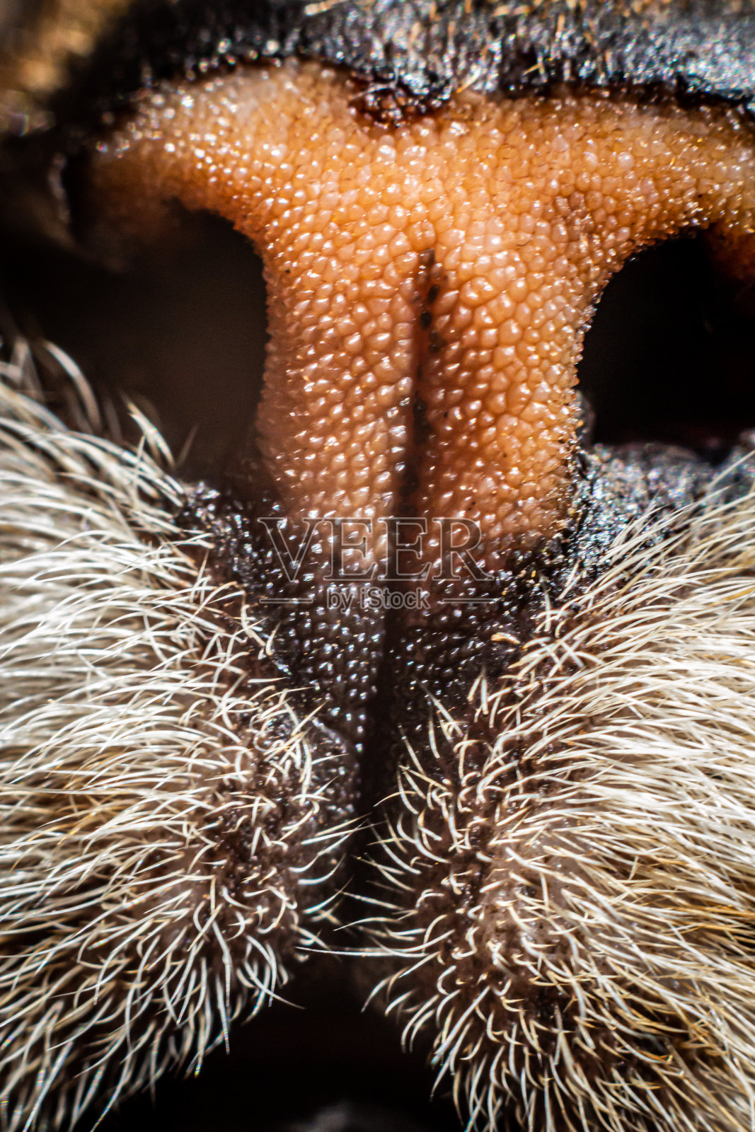 猫的鼻子照片摄影图片