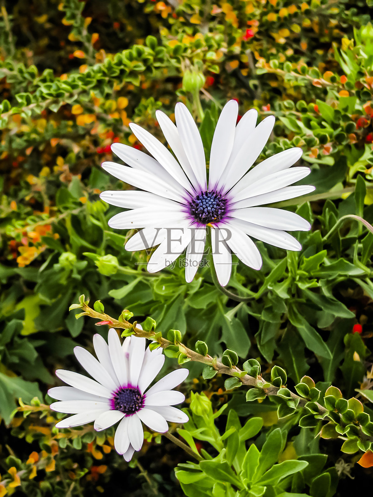 白色的披肩映衬着五彩缤纷的背景照片摄影图片