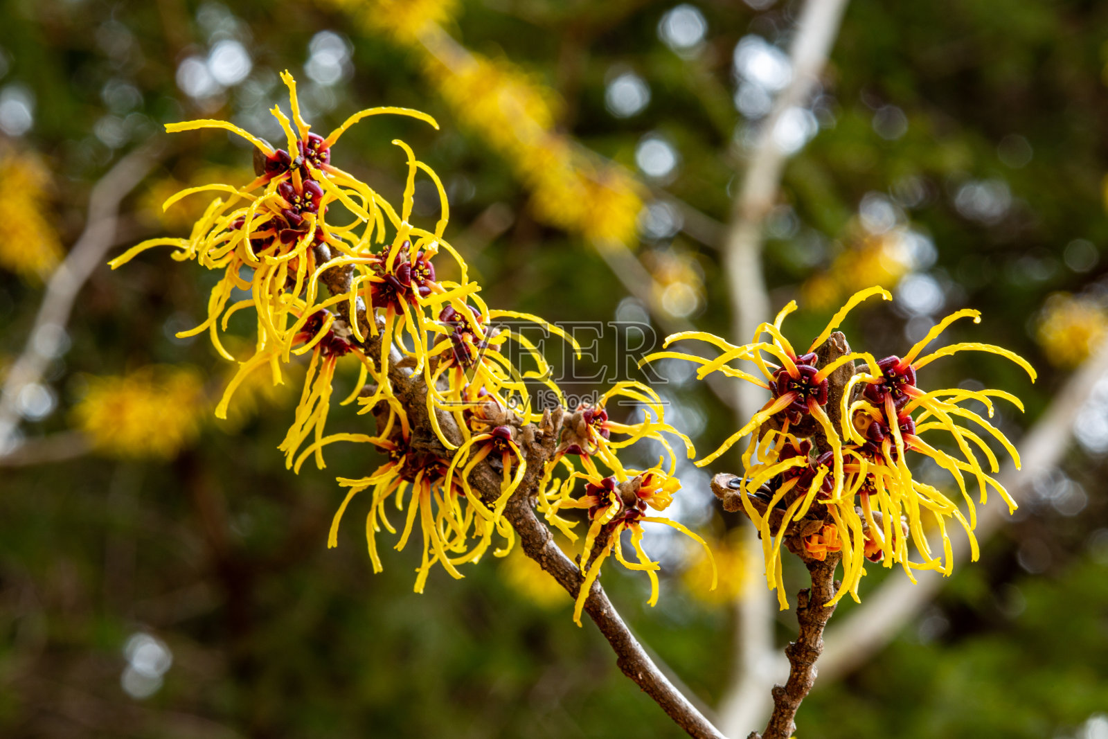 金缕梅那种美丽的黄色花朵在早春盛开。照片摄影图片