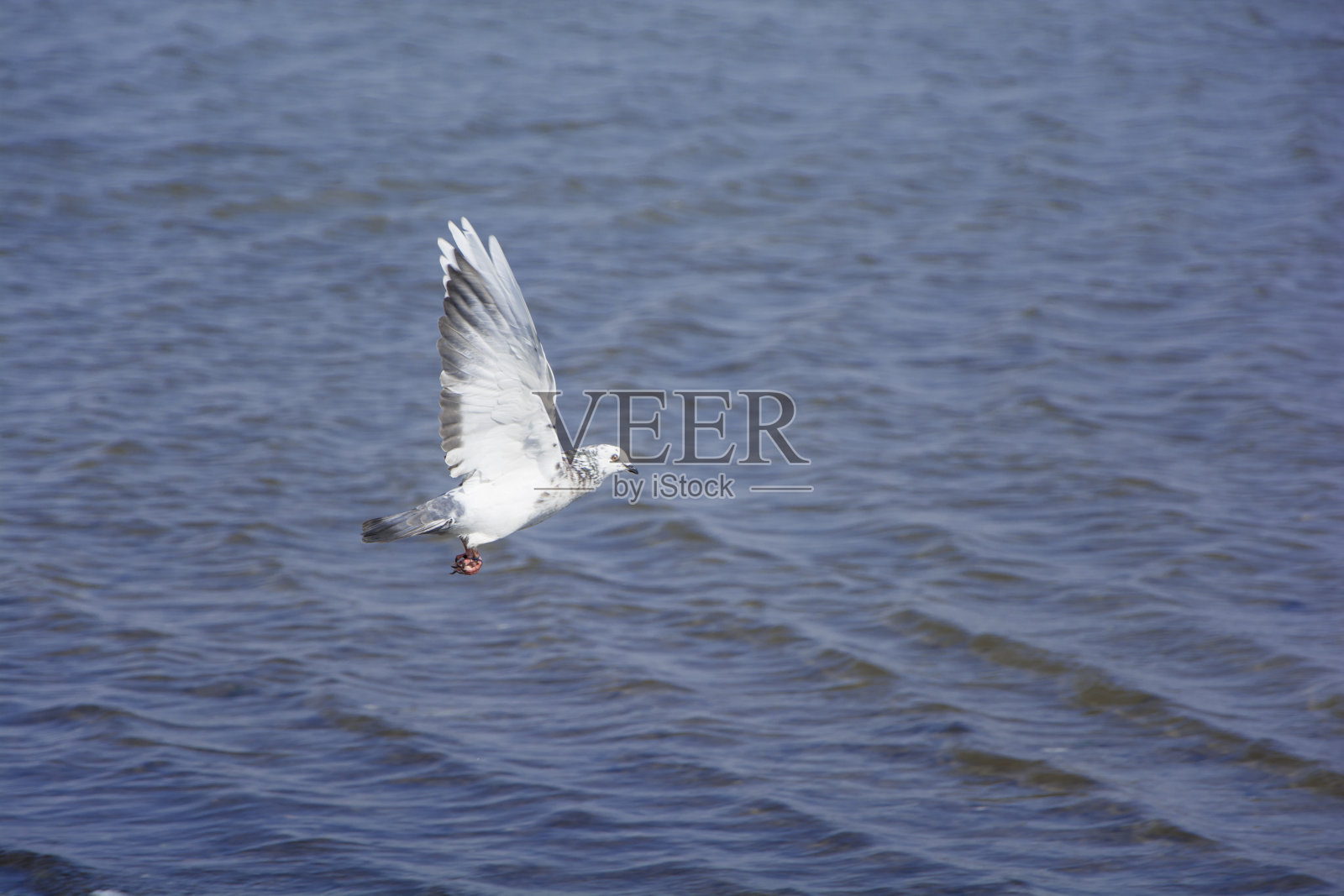 鸽子鸟飞过海洋照片摄影图片