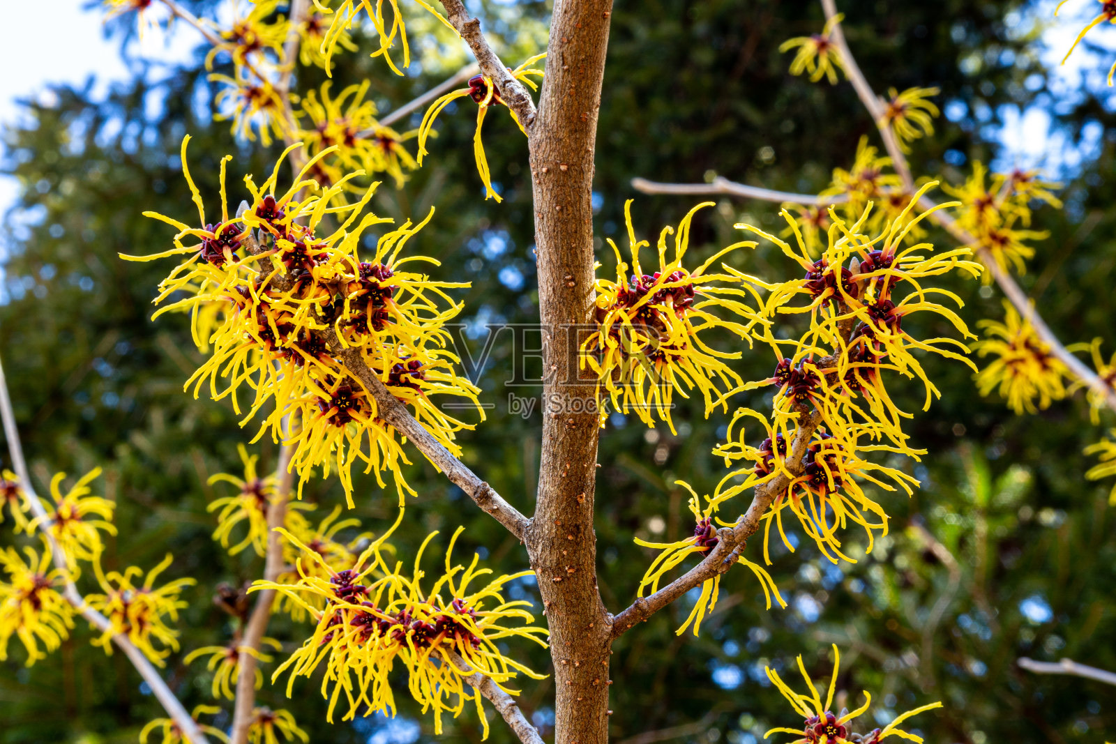 金缕梅那种美丽的黄色花朵在早春盛开。照片摄影图片