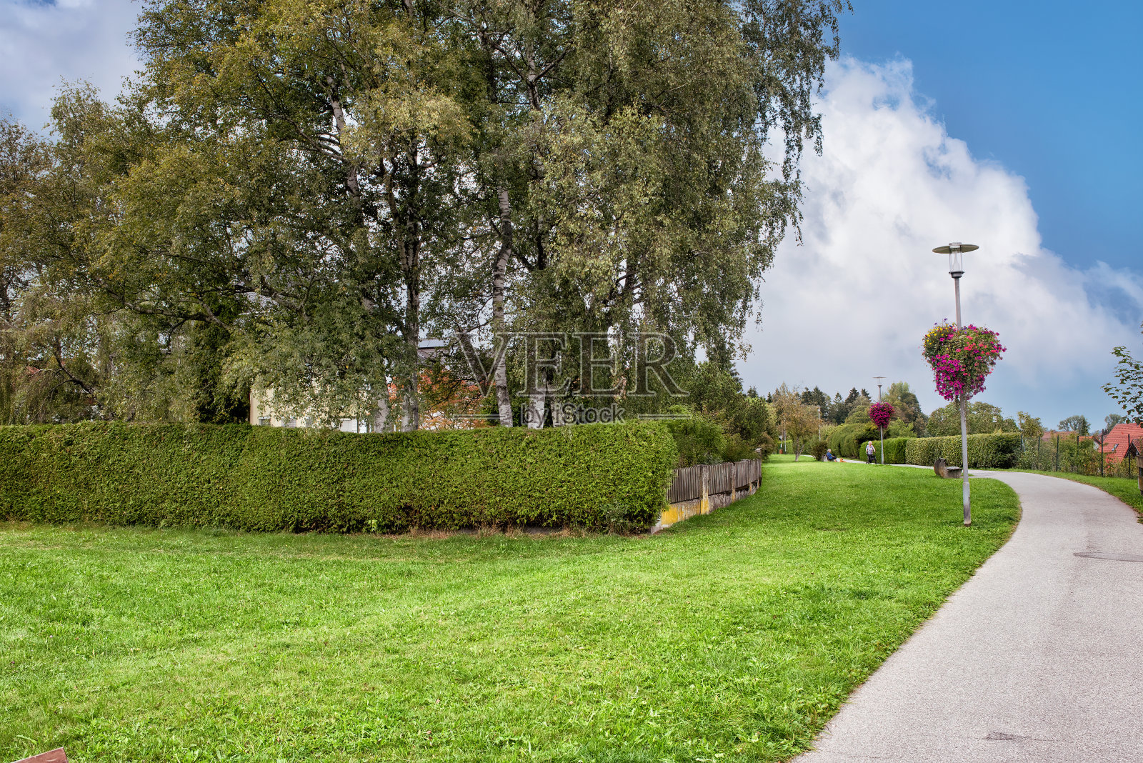 草坪，树木，绿色的篱笆和一条小路。照片摄影图片