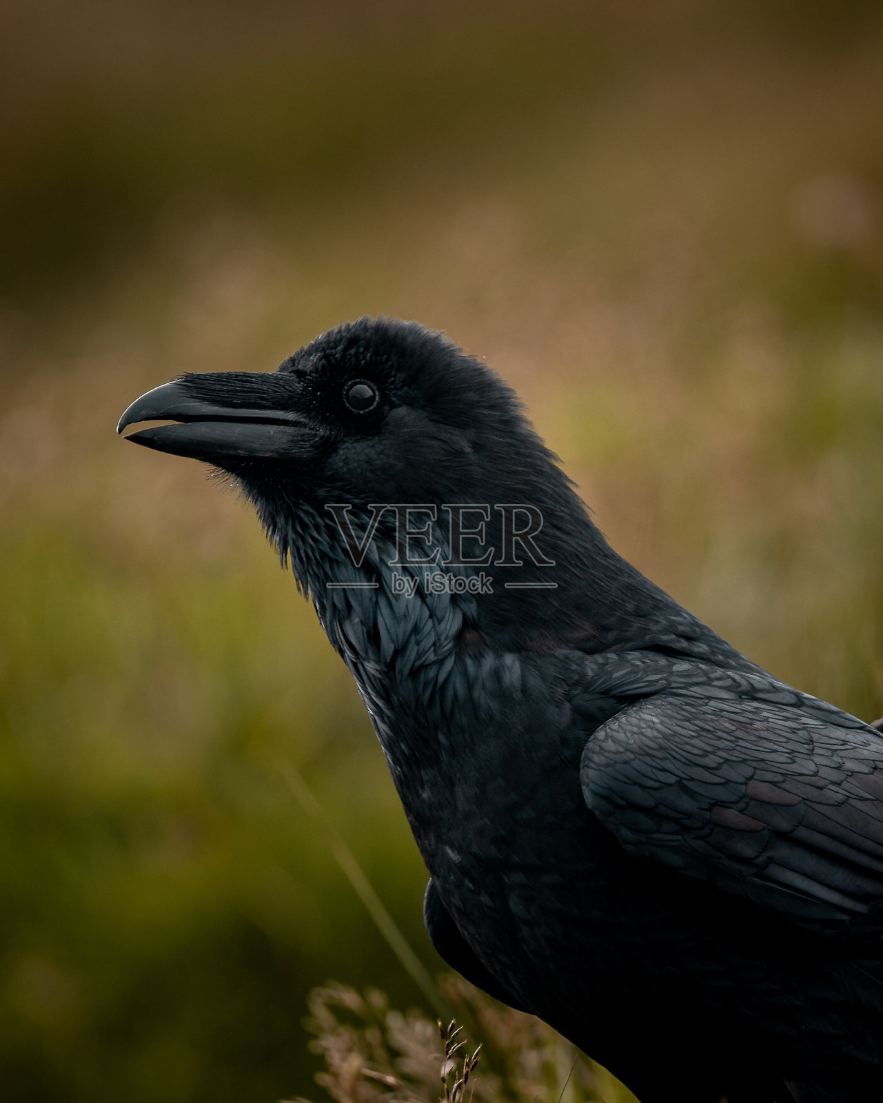 黑乌鸦细节特写照片摄影图片