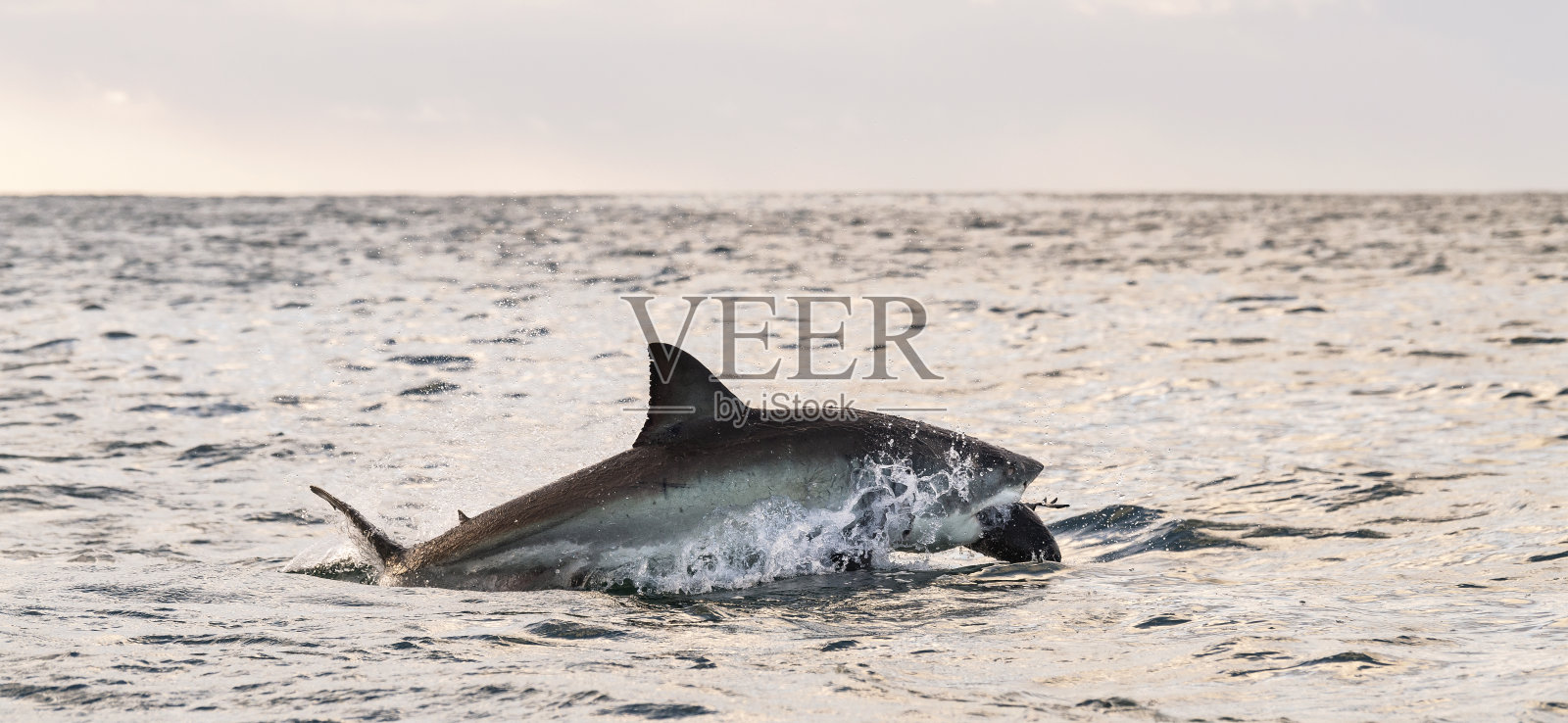 撞击大白鲨。鲨鱼攻击诱饵。学名:Carcharodon carcharias。南非。照片摄影图片