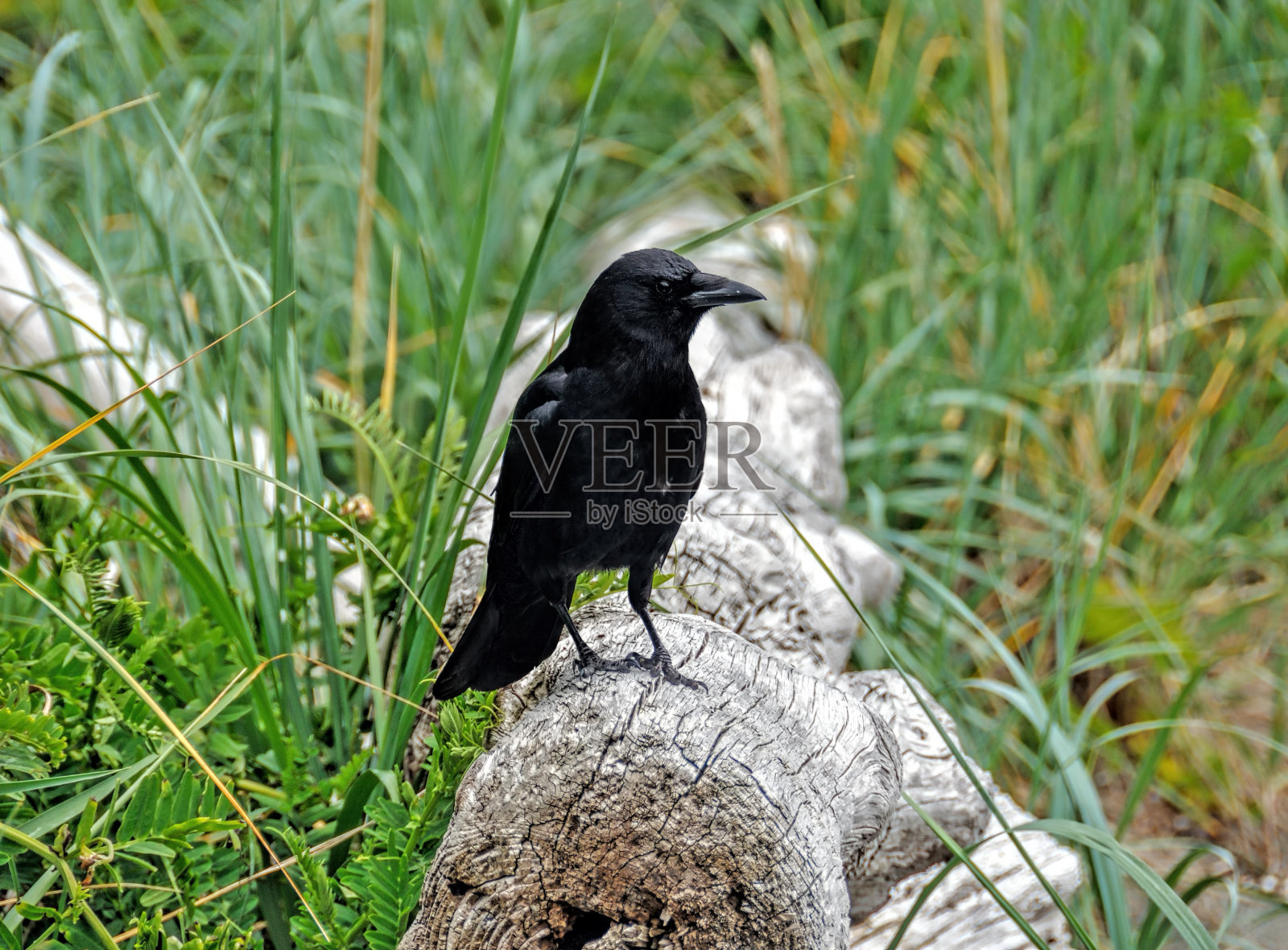 海滩上的乌鸦照片摄影图片