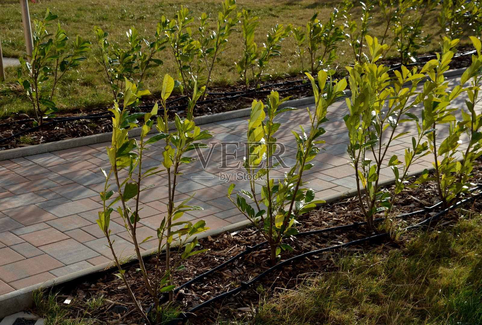轻木铁丝网前的常绿灌木将改善街道的不透明度。滴灌将水注入灌木植物中。覆盖可以节约水和减少蒸发照片摄影图片