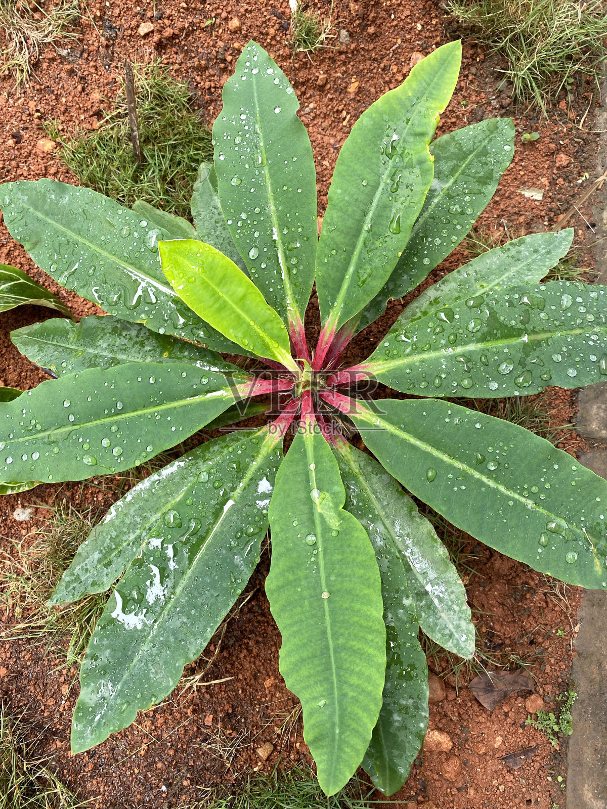 大戟植物照片摄影图片