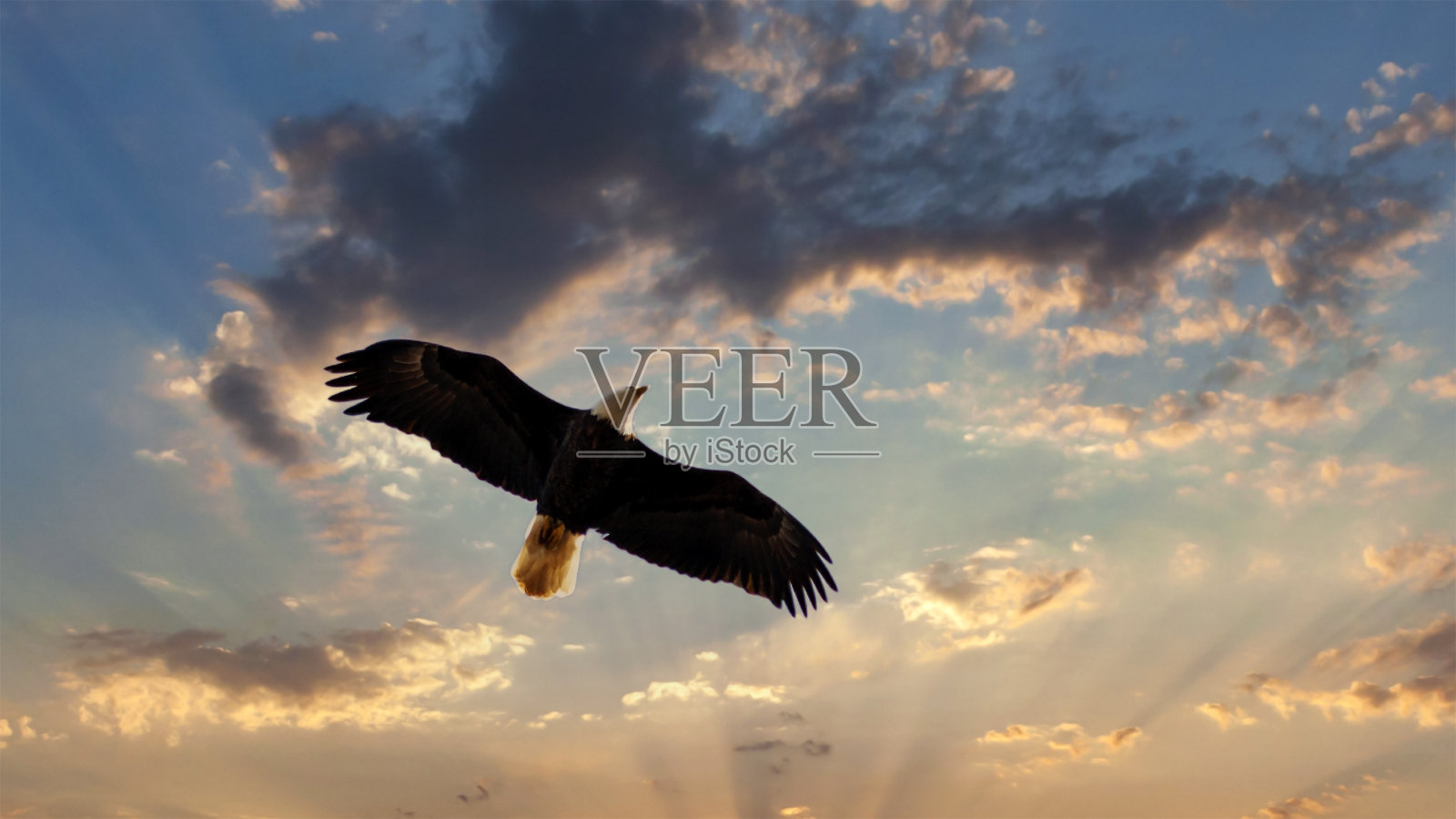 秃鹰在夕阳下飞翔照片摄影图片